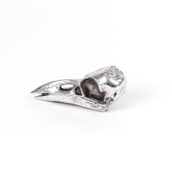 Wunderkammer Bird Skull - immagine 5