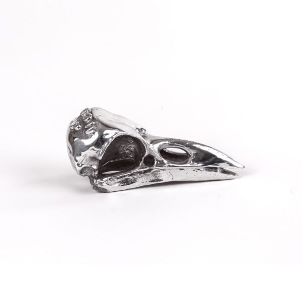 Wunderkammer Bird Skull - immagine 2